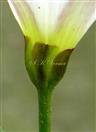  Calyx